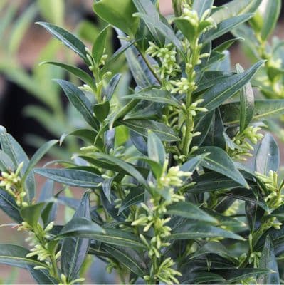 Sarcococca ruscifolia Dragon Gate 3 Litre