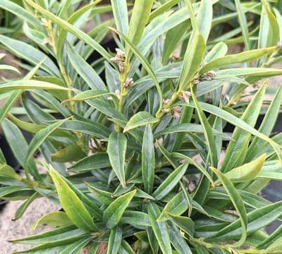 Sarcococca Saligna 3 Litre