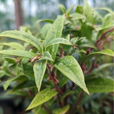 Sarcococca Winters Gem