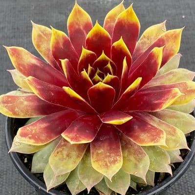 Sempervivum Chick Charms® Giants Gold Mine 3 Litre