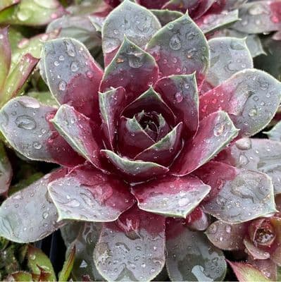 Sempervivum Chick Charms Giants Steel Appeal 3 Litre