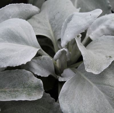 Senecio Angel Wings 3 Litre