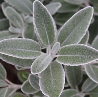 Senecio Drysdale 3 Litre