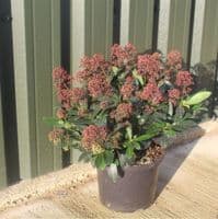 Skimmia japonica Rubella 5 Litre