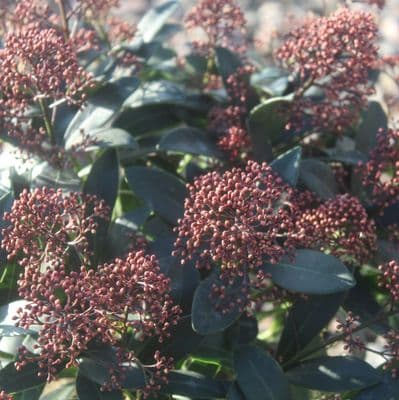 Skimmia japonica Rubella 5 Litre