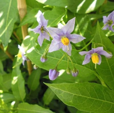 Solanum crispum Glasnevin 2 Litre