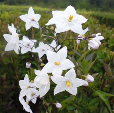 Solanum jasminoides Album 3 Litre