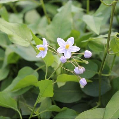 Solanum jasminoides Blue 3 Litre