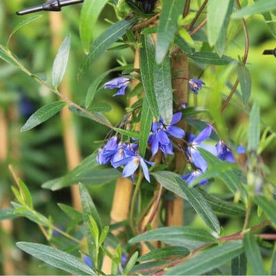 Sollya heterophylla Ultra Blue 3 Litre