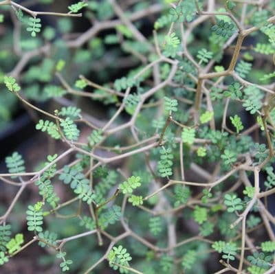 Sophora Little Baby 3 Litre