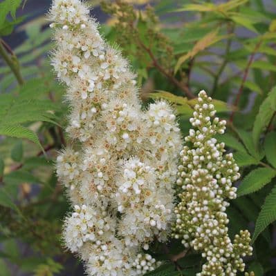 Sorbaria Sorbifolia Sem 3 Litre