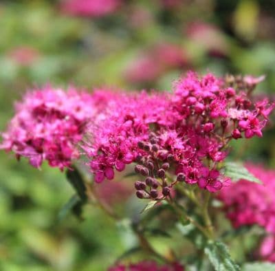 Spiraea Anthony Waterer 3 Litre