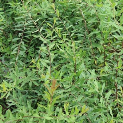 Spiraea Arguta 3 Litre