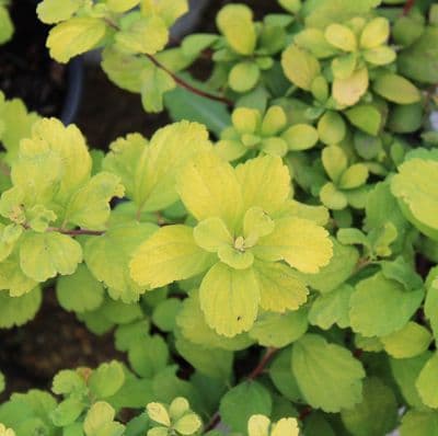 Spiraea  betulifolia Tor Gold 3 Litre