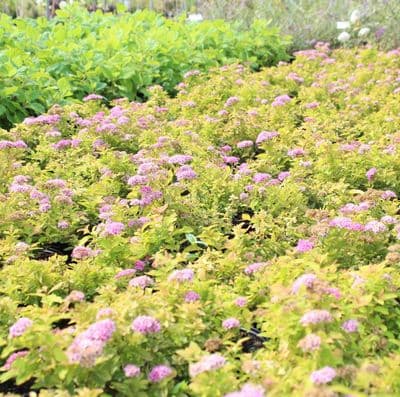 Spiraea Golden Princess 3 Litre