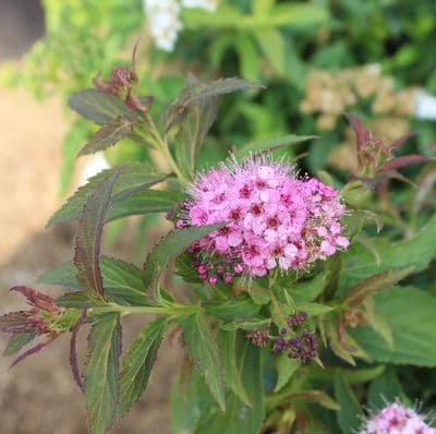 Spiraea japonica Shirobana  3 Litre