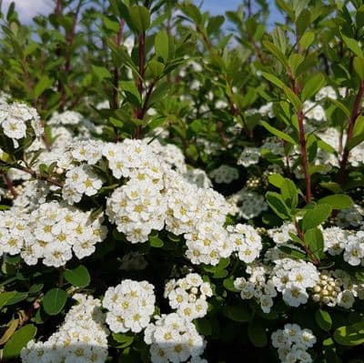Spiraea Snowmound 3 Litre