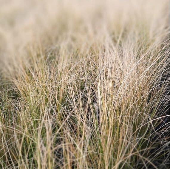 Stipa Tenuissima 2 Litre