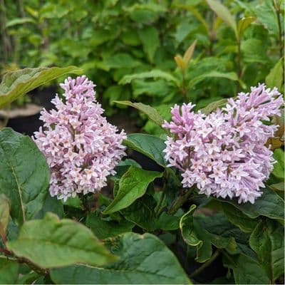 Syringa josikaea 3 Litre
