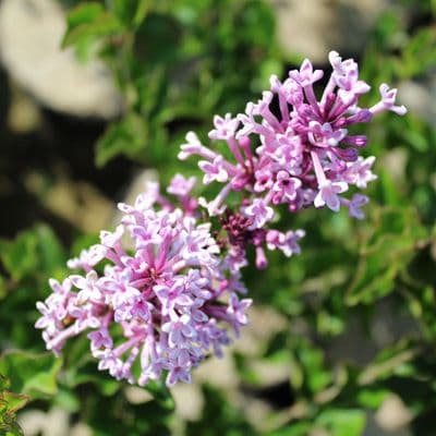 Syringa Palibin