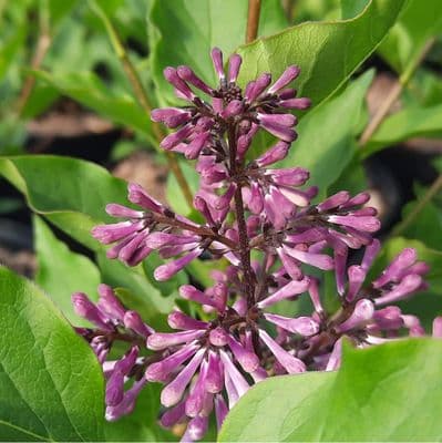 Syringa patula Miss Kim 3 Litre