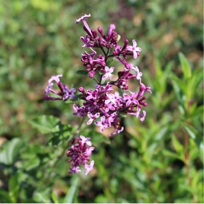 Syringa Red Pixie 3 Litre