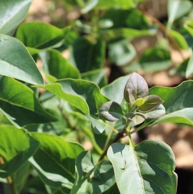 Syringa vulgaris Belle de Nancy