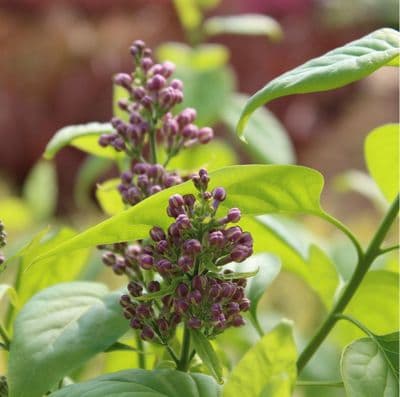 Syringa vulgaris Lila Wonder 3 Litre