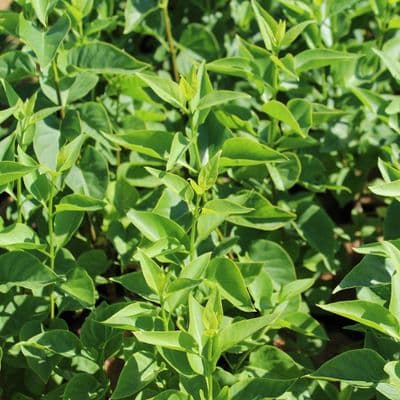 Syringa vulgaris Madame Lemoine