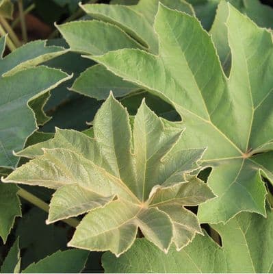 Tetrapanax papyrifer Rex 3 Litre