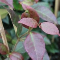 Trachelospermum jasminoides