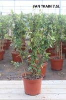 Trachelospermum jasminoides