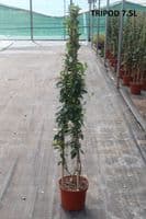 Trachelospermum jasminoides