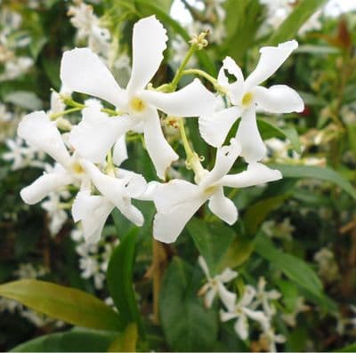 Trachelospermum jasminoides