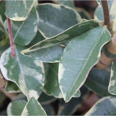 Trachelospermum jasminoides Variegata