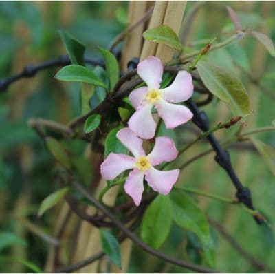 Trachelospermum Pink Showers
