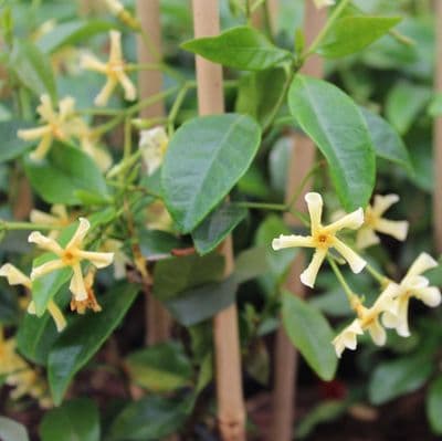 Trachelospermum Star of Toscane