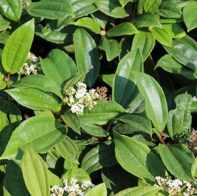 Viburnum  Davidii 3 Litre