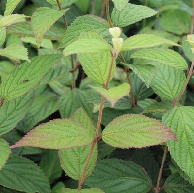 Viburnum nudum Pink Beauty 3 Litre