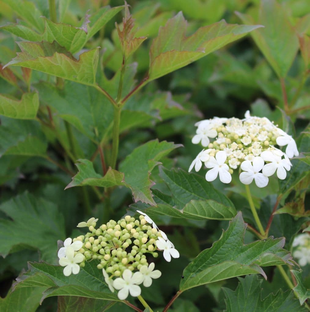 Compactum Tree Viburnum opulus Compactum 2 Litre