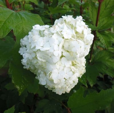 Viburnum opulus Roseum 3 Litre