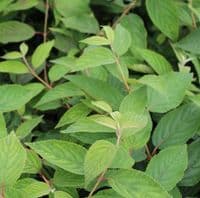 Viburnum plicatum f. tomentosum Mariesii 3 Litre