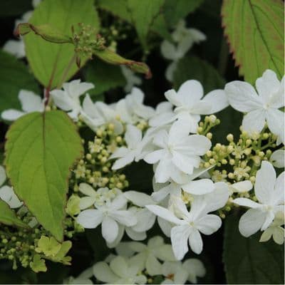 Viburnum plicatum Watanabe 3 Litre