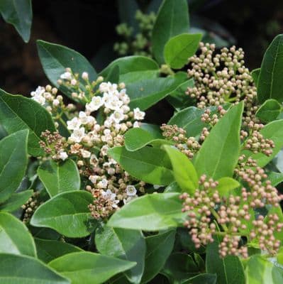 Viburnum tinus Eve Price 3 Litre