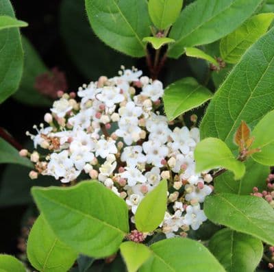 Viburnum tinus Gwenllian 3 Litre