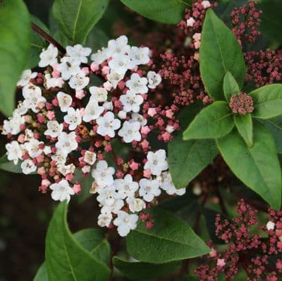 Viburnum tinus Spirit 3 Litre