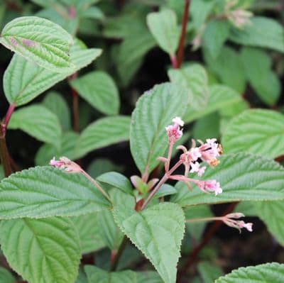 Viburnum x bodnantense Charles Lamont 3 Litre