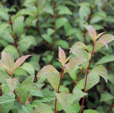 Viburnum x bodnantense Dawn 3 Litre
