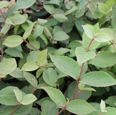 Viburnum x Juddii (grafted) 3 Litre