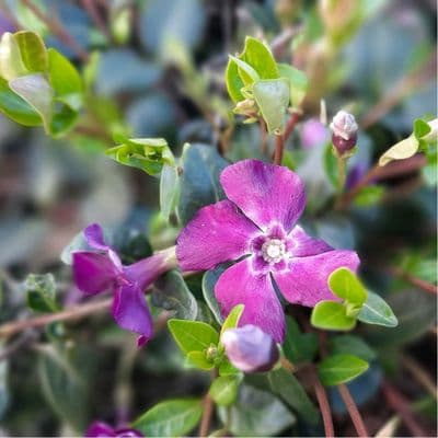 Vinca Minor Atropurpurea 3 Litre